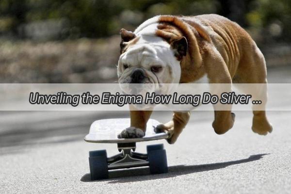 Unveiling the Enigma How Long Do Silver Fox Dogs Live